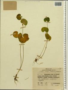Viola crassa (Makino) Makino, Siberia, Russian Far East (S6) (Russia)