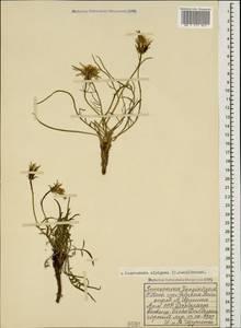 Podospermum alpigenum C. Koch, Caucasus, Armenia (K5) (Armenia)