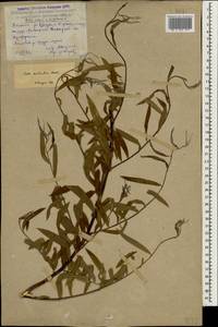 Salix excelsa J. F. Gmel., Caucasus, Dagestan (K2) (Russia)