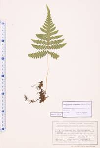 Phegopteris connectilis (Michx.) Watt, Siberia, Central Siberia (S3) (Russia)