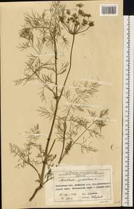 Anethum graveolens L., Eastern Europe, Moscow region (E4a) (Russia)