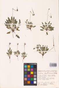 Erodium hoefftianum C. A. Mey., Eastern Europe, Lower Volga region (E9) (Russia)