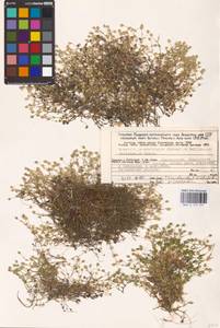 Arenaria pseudofrigida (Ostenf. & O. C. Dahl) Schischk. & Knorring, Eastern Europe, Northern region (E1) (Russia)