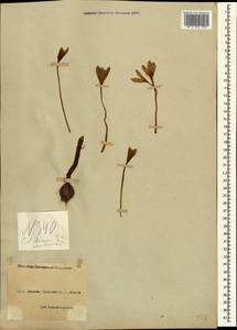 Colchicum umbrosum Steven, Caucasus, Black Sea Shore (from Novorossiysk to Adler) (K3) (Russia)