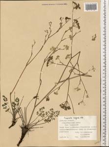 Pimpinella tragium Vill., Eastern Europe, South Ukrainian region (E12) (Ukraine)
