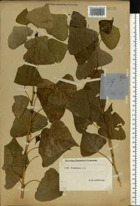 Populus nigra L., Eastern Europe, South Ukrainian region (E12) (Ukraine)