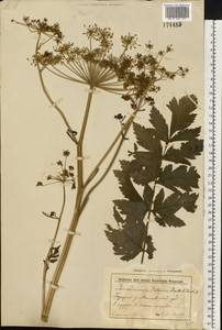 Pastinaca sativa L., Eastern Europe, Belarus (E3a) (Belarus)