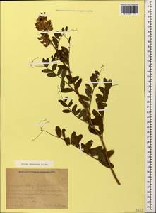 Vicia balansae Boiss., Caucasus, Krasnodar Krai & Adygea (K1a) (Russia)