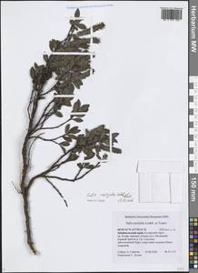 Salix rectijulis Ledeb. ex Trautv., Siberia, Baikal & Transbaikal region (S4) (Russia)