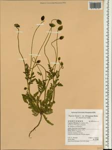 Papaver rhoeas L., South Asia, South Asia (Asia outside ex-Soviet states and Mongolia) (ASIA) (Cyprus)