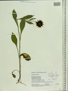 Rudbeckia hirta L., Eastern Europe, Central region (E4) (Russia)