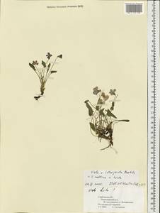 Viola ×interjecta Borbás, Eastern Europe, Central forest-and-steppe region (E6) (Russia)