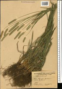 Phleum pratense L., Caucasus, South Ossetia (K4b) (South Ossetia)