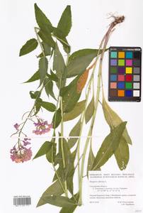 Hesperis sibirica L., Eastern Europe, Western region (E3) (Russia)