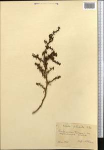 Salsola paulsenii Litv., Middle Asia, Syr-Darian deserts & Kyzylkum (M7) (Uzbekistan)
