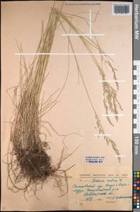 Festuca rubra L., Middle Asia, Northern & Central Kazakhstan (M10) (Kazakhstan)