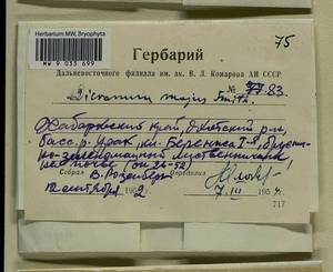 Dicranum majus Turner, Bryophytes, Bryophytes - Russian Far East (excl. Chukotka & Kamchatka) (B20) (Russia)