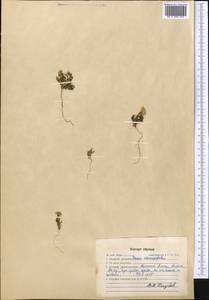 Senecio glaucus subsp. coronopifolius (Maire) C. Alexander, Middle Asia, Western Tian Shan & Karatau (M3) (Kazakhstan)