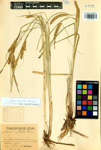 Carex vesicata Meinsh., Siberia, Baikal & Transbaikal region (S4) (Russia)