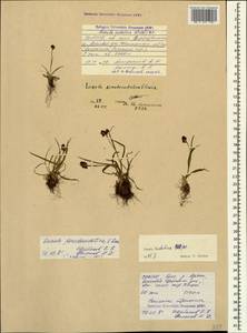 Luzula sudetica (Willd.) Schult., Caucasus, North Ossetia, Ingushetia & Chechnya (K1c) (Russia)