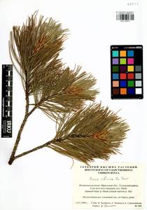 Pinus sibirica Du Tour, Siberia, Baikal & Transbaikal region (S4) (Russia)