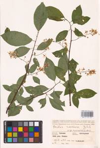 Prunus padus L., Eastern Europe, Middle Volga region (E8) (Russia)