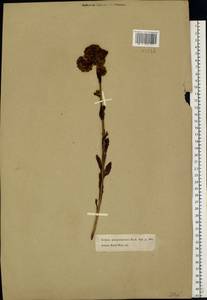 Hylotelephium telephium (L.) H. Ohba, Eastern Europe, Moscow region (E4a) (Russia)