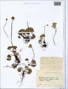 Micranthes nelsoniana subsp. nelsoniana, Siberia, Yakutia (S5) (Russia)