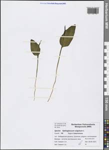 Ophioglossum vulgatum L., Crimea (KRYM) (Russia)