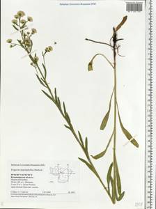 Erigeron macrophyllus Herbich, Eastern Europe, Central region (E4) (Russia)