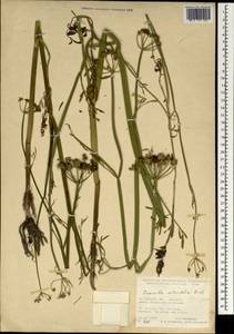 Oenanthe silaifolia M. Bieb., South Asia, South Asia (Asia outside ex-Soviet states and Mongolia) (ASIA) (Turkey)
