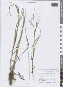 Bromus inermis Leyss., Siberia, Western Siberia (S1) (Russia)