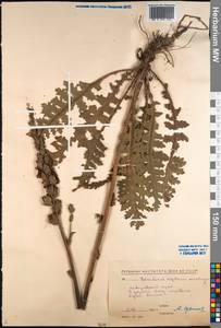 Pedicularis sceptrum-carolinum L., Siberia, Russian Far East (S6) (Russia)