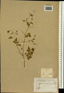 Geranium robertianum L., South Asia, South Asia (Asia outside ex-Soviet states and Mongolia) (ASIA) (Iran)