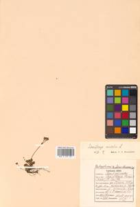 Micranthes nivalis (L.) Small, Siberia, Russian Far East (S6) (Russia)