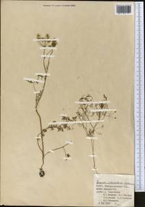 Elwendia intermedia (Korovin) Pimenov & Kljuykov, Middle Asia, Pamir & Pamiro-Alai (M2) (Uzbekistan)