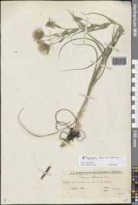 Tragopogon tanaiticus Artemczuk, Eastern Europe, Lower Volga region (E9) (Russia)