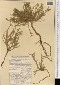 Caroxylon passerinum (Bunge) Akhani & Roalson, Mongolia (MONG) (Mongolia)