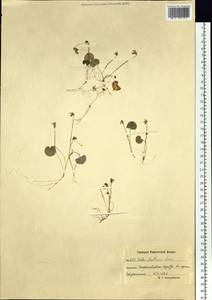 Viola hultenii W. Becker, Siberia, Chukotka & Kamchatka (S7) (Russia)