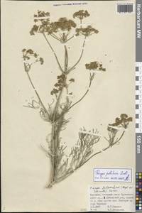 Prangos pabularia Lindl., Middle Asia, Pamir & Pamiro-Alai (M2) (Kyrgyzstan)