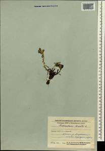 Pedicularis hirsuta L., Siberia, Yakutia (S5) (Russia)