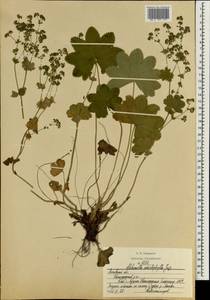 Alchemilla schistophylla Juz., Eastern Europe, Moscow region (E4a) (Russia)