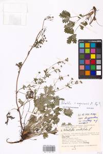 Potentilla × angarensis Popov, Eastern Europe, Moscow region (E4a) (Russia)