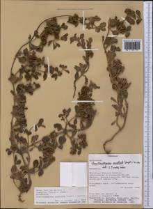 Acanthospermum australe (Loefl.) Kuntze, America (AMER) (Paraguay)