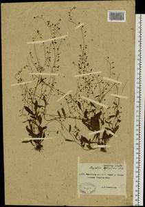 Myosotis laxa (Sam.) Hyl. ex Nordh., Siberia, Yakutia (S5) (Russia)