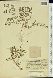 Euphorbia humifusa Willd., Siberia, Altai & Sayany Mountains (S2) (Russia)