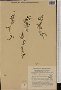 Ranunculus penicillatus subsp. pseudofluitans (Newbould ex Syme) S. D. Webster, Western Europe (EUR) (Italy)