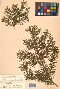 Taxus cuspidata Siebold & Zucc., Siberia, Russian Far East (S6) (Russia)