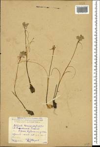 Allium flavum subsp. tauricum (Besser ex Rchb.) K.Richt., Caucasus, Dagestan (K2) (Russia)