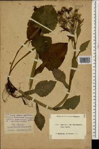 Tephroseris cladobotrys (Ledeb.) Griseb. & Schenk, Caucasus, Krasnodar Krai & Adygea (K1a) (Russia)